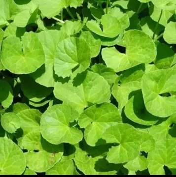 Pegaga (10kg) (崩大碗)